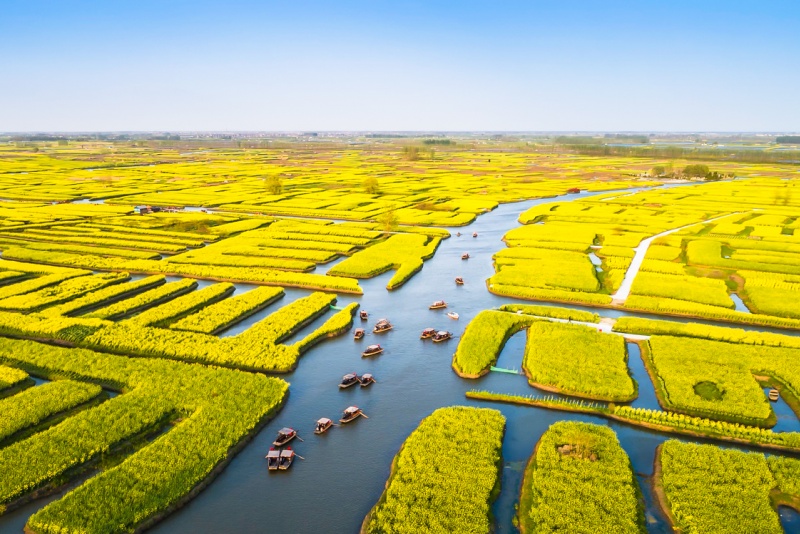 【水上油菜花】4月1-8日 烟花三月下扬州 兴化千垛油菜花 8日