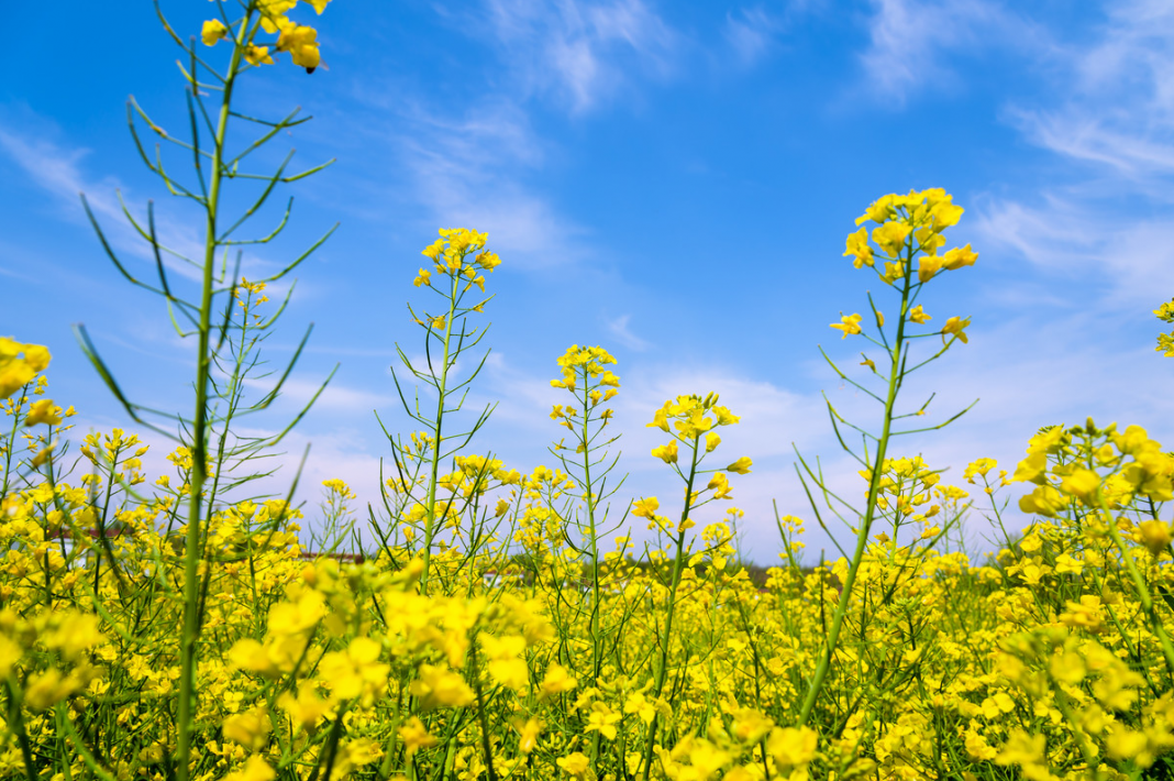 【陕南油菜花 西乡茶园】4月6-7日 采茶徜徉油菜花海