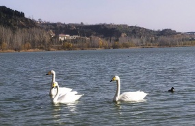 平陆天鹅湖