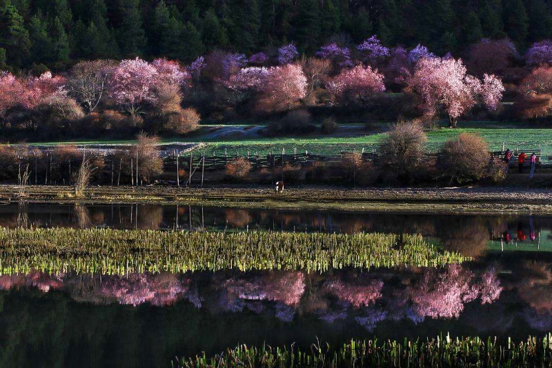 波密桃花沟