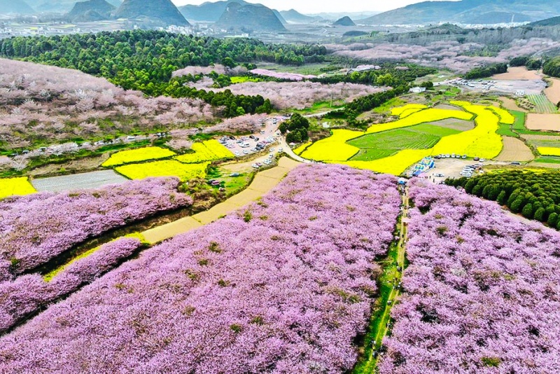 平坝樱花