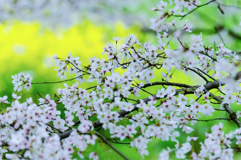 平坝樱花