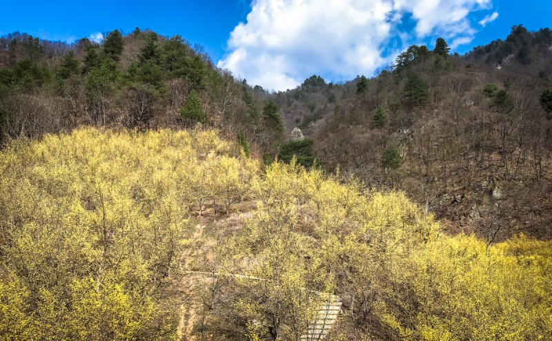 佛坪茱萸花盛开3月1920日金色花海佛坪老街山茱萸花行摄1日