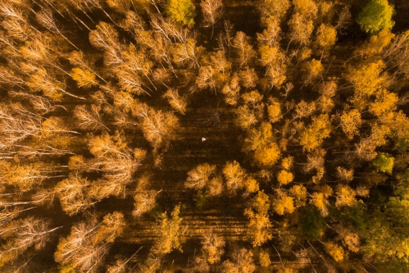 白桦林1