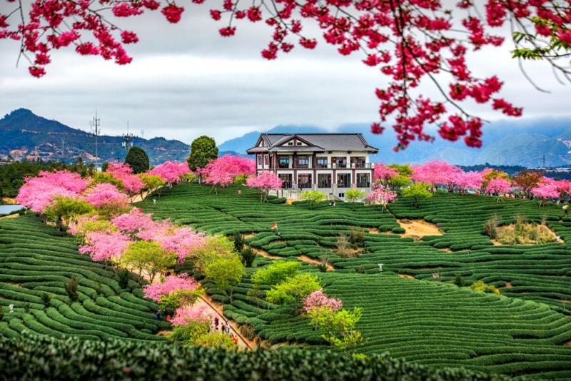 永福樱花园