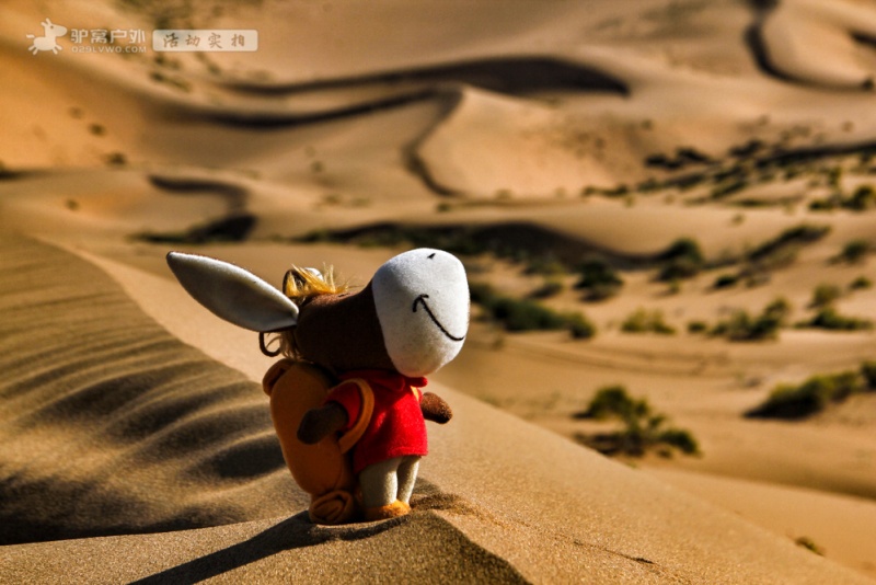 沙漠卡通小驴的守望