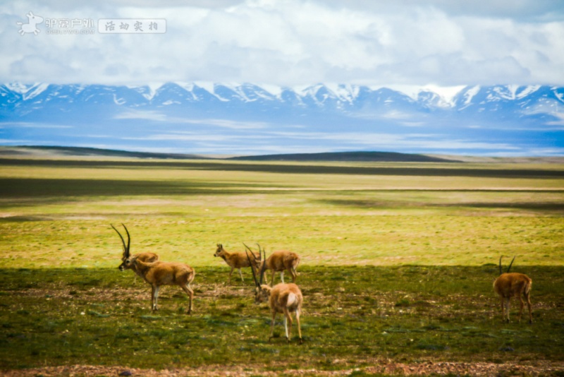 可可西里◆藏羚羊