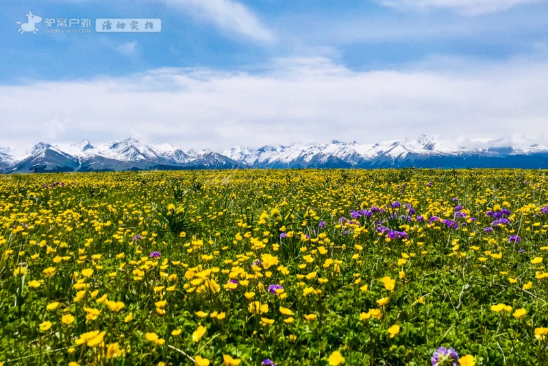 喀拉峻草原花海