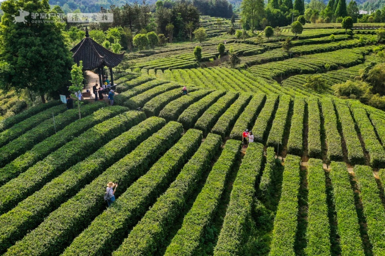 宁强茶园