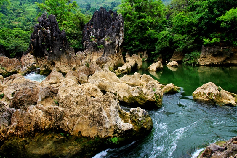 黄果树