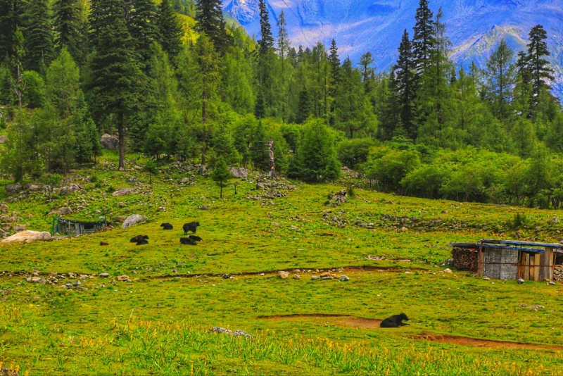 四姑娘山.双桥沟