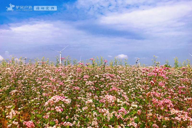 荞麦花