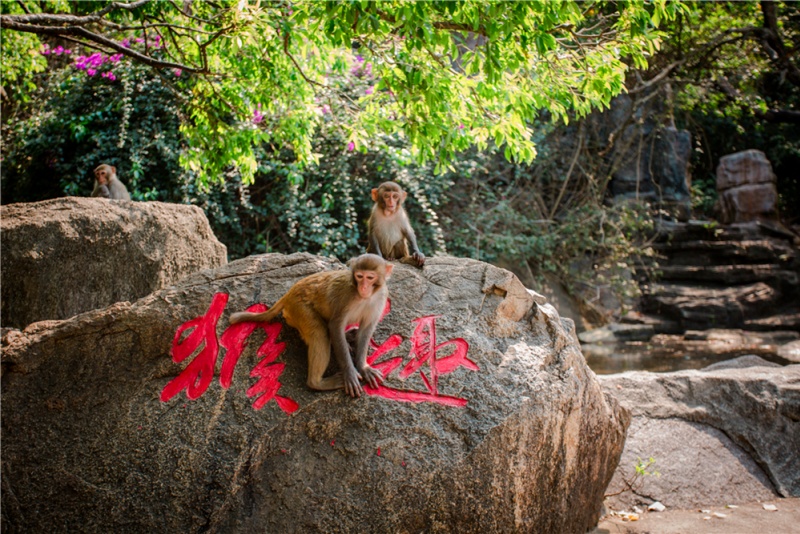 南湾猴岛