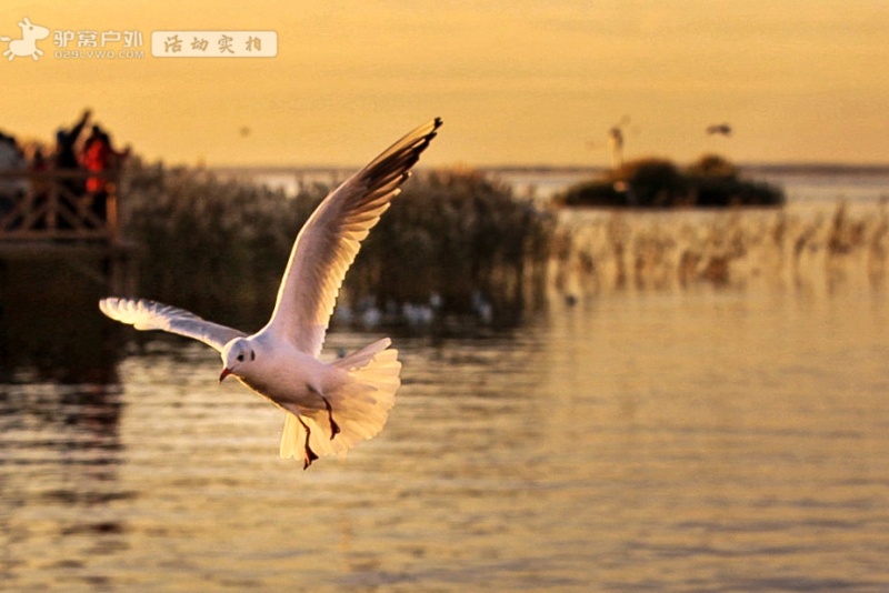 居延海 