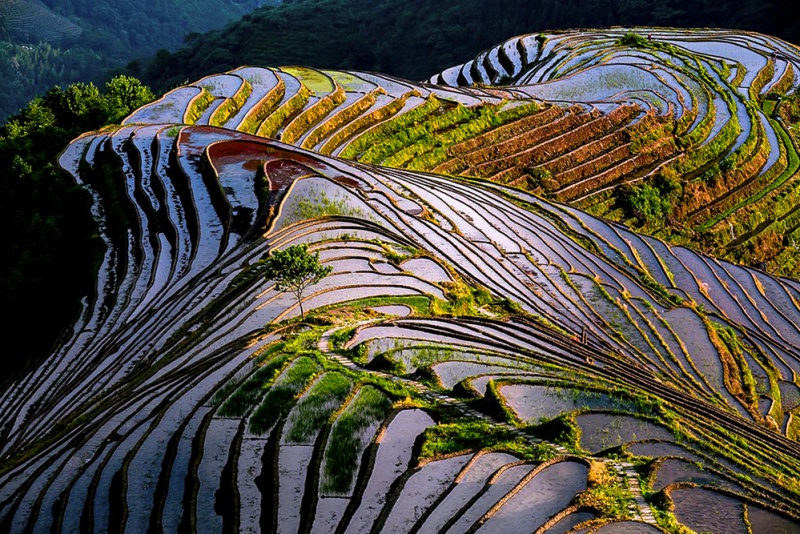 龙脊梯田