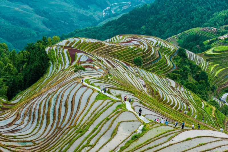 龙脊梯田