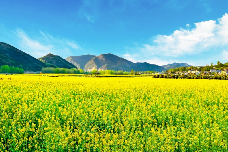 罗平油菜花