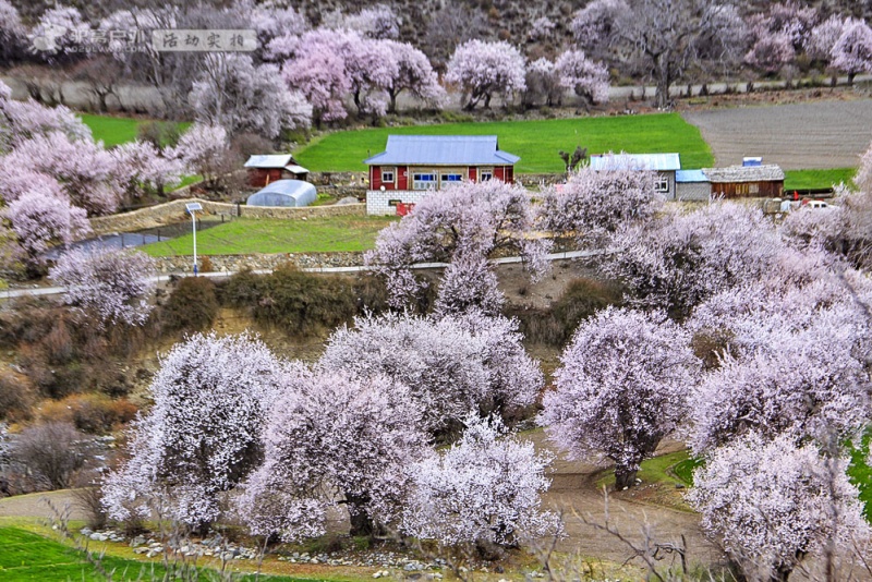 波密桃花沟