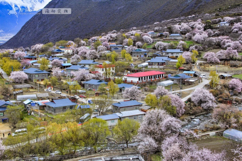 波密桃花沟