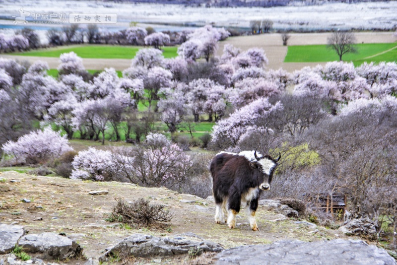 波密桃花沟