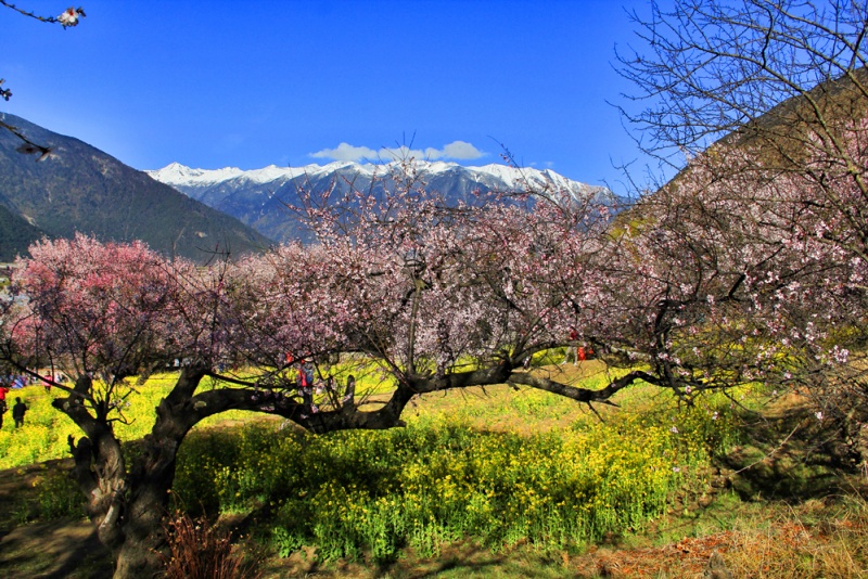 嘎拉桃花村