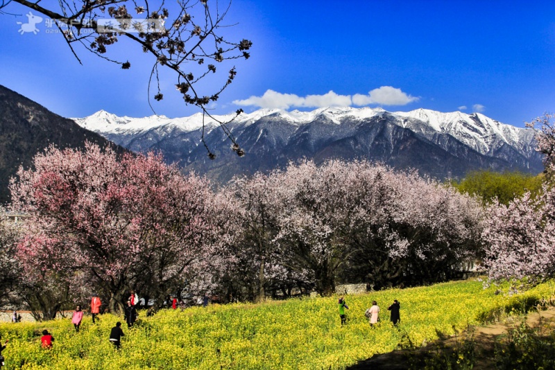 嘎拉桃花村
