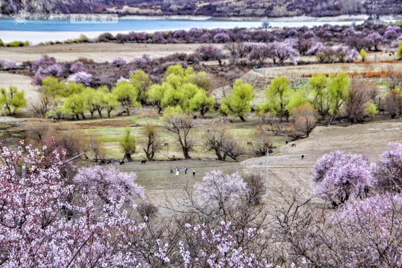 波密桃花沟