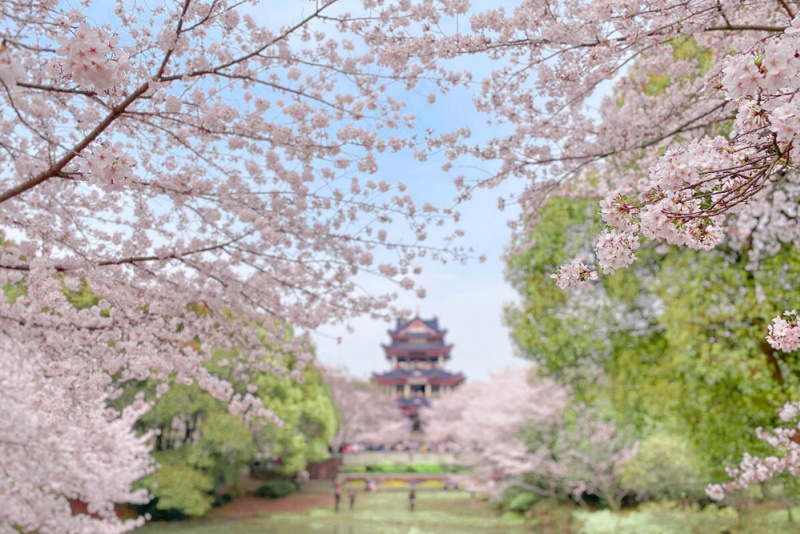 鼋头渚樱花
