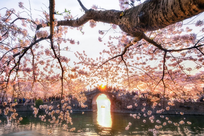 鼋头渚樱花