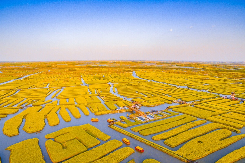兴化油菜花