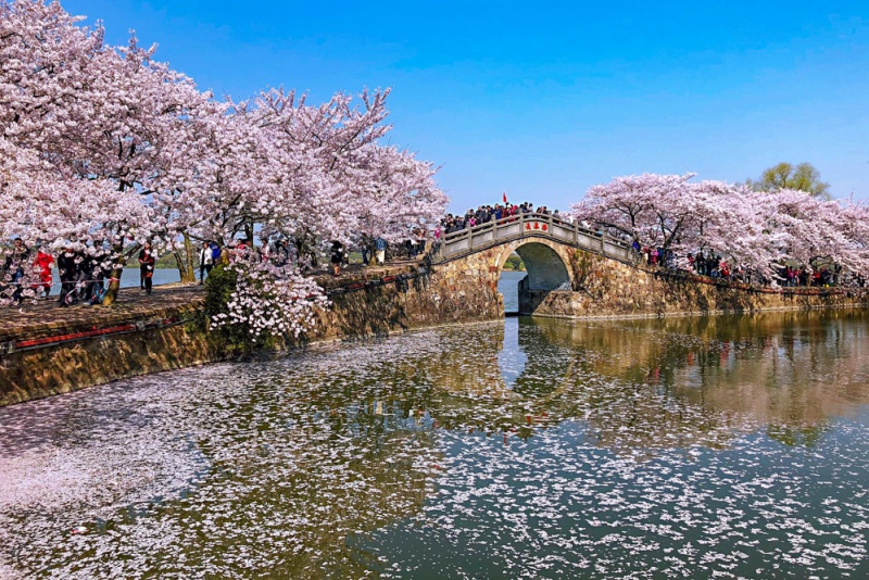 鼋头渚樱花