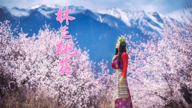 【林芝桃花节】3-4月 我为桃花狂 我在西藏林芝等你 9日
