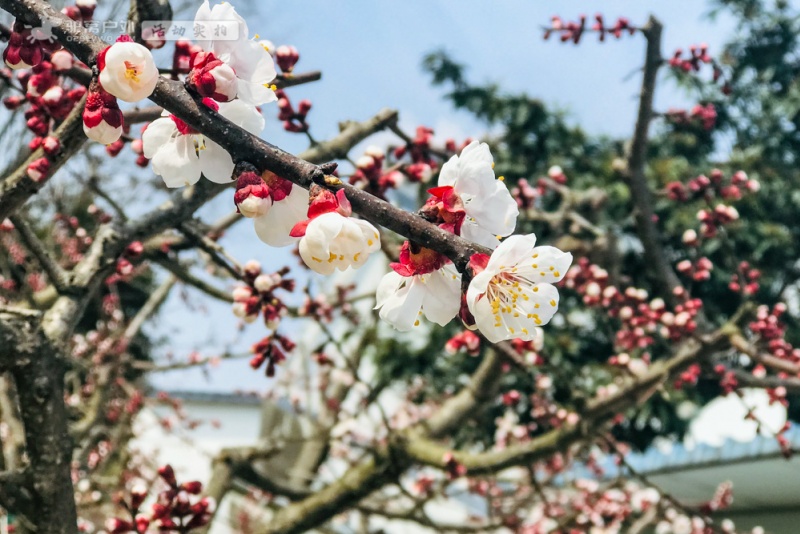 西乡樱花谷