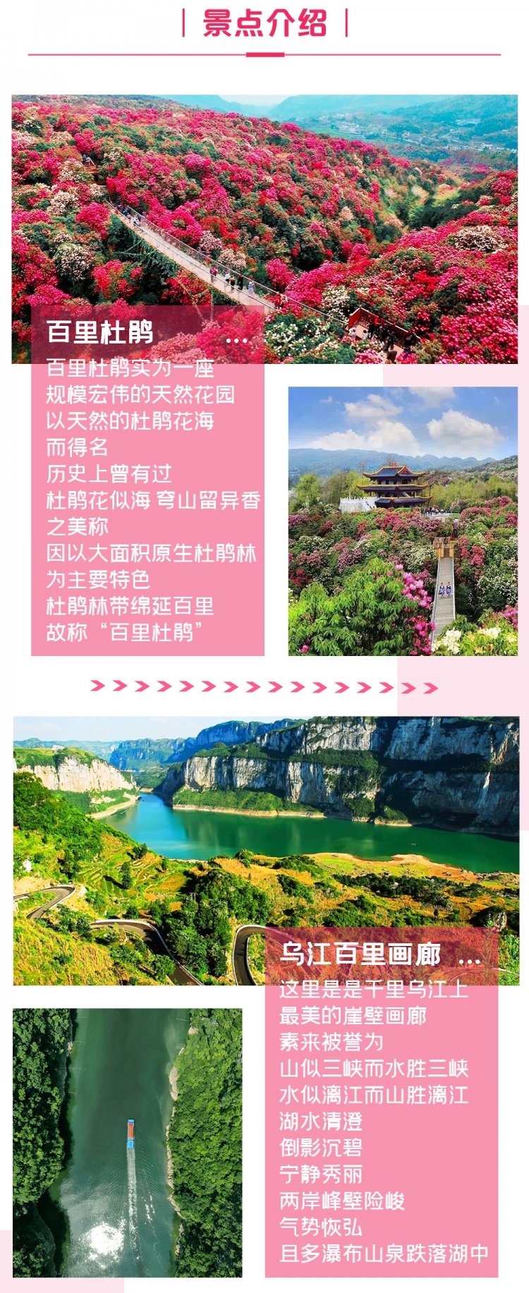 百里杜鹃双动-亮点图-2
