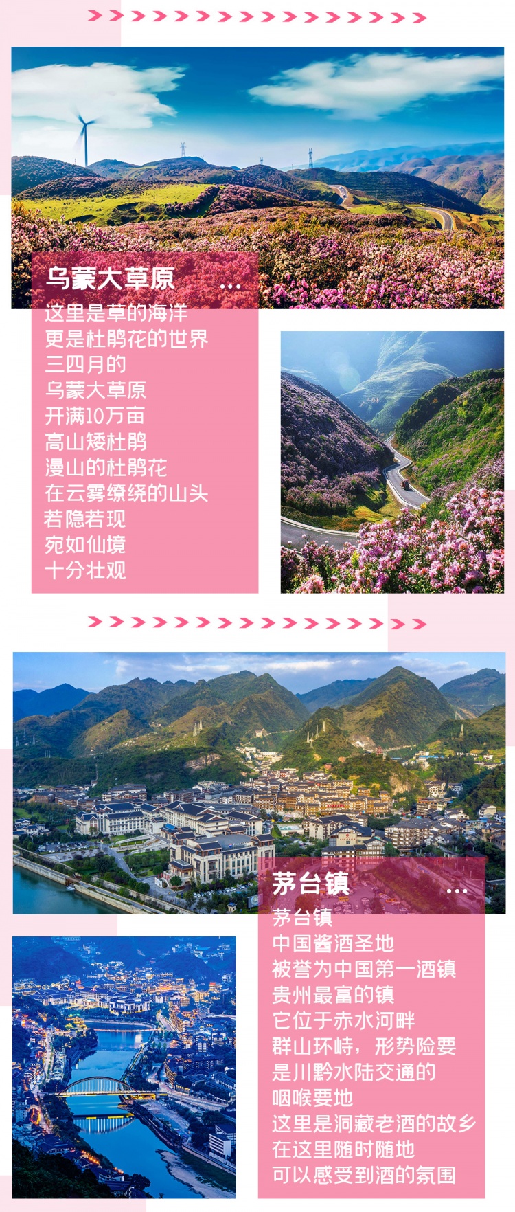 百里杜鹃双动-亮点图-3