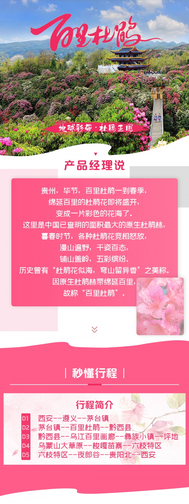 百里杜鹃双动-亮点图-1