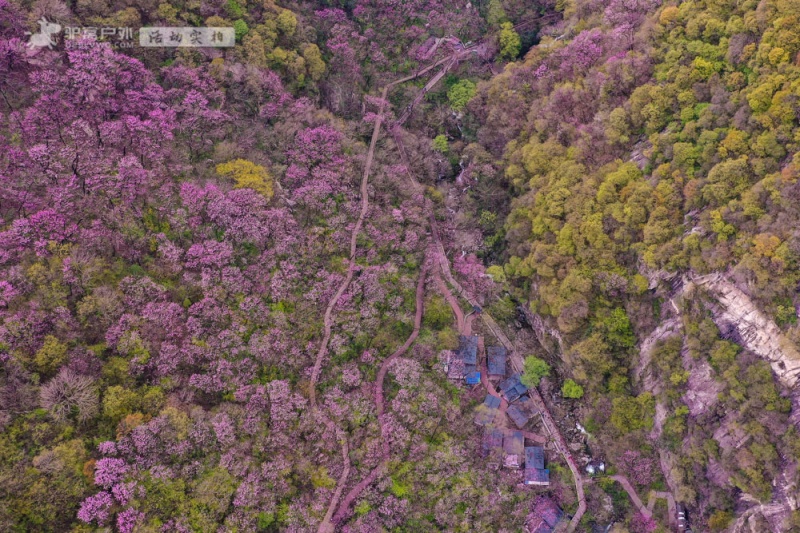 太平森林公园 紫荆花