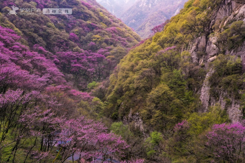 太平森林公园 紫荆花