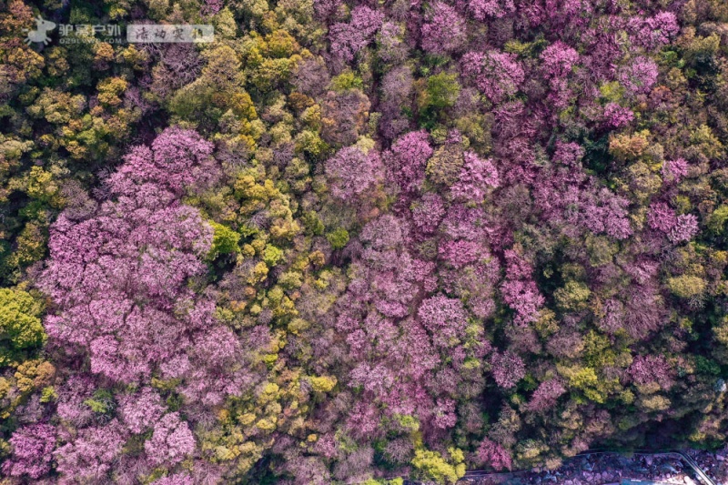 太平森林公园 紫荆花