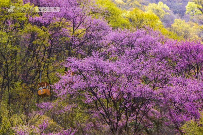 太平森林公园 紫荆花