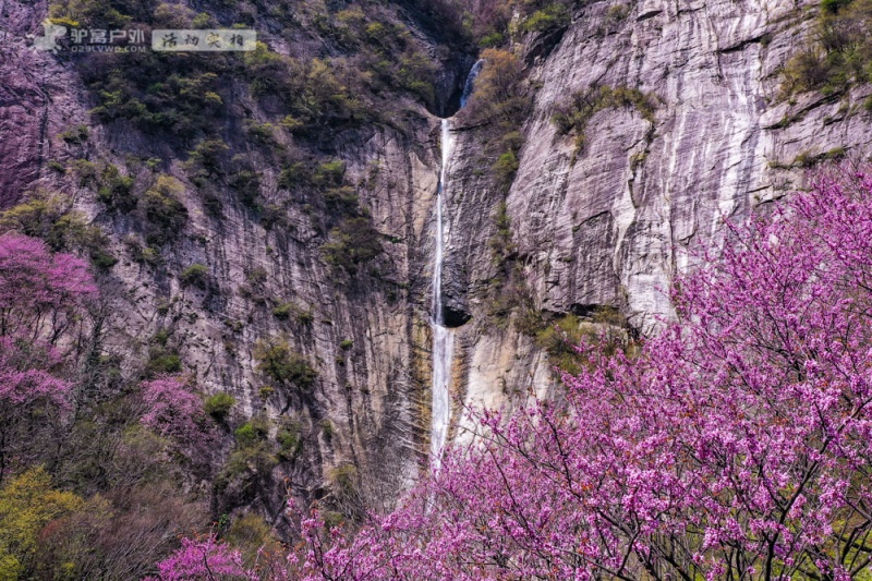 太平森林公园 紫荆花