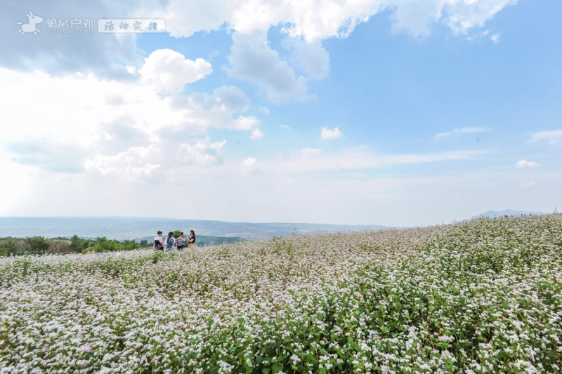 蓝田荞麦花