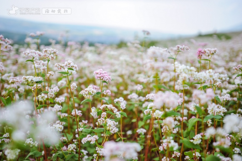 蓝田荞麦花