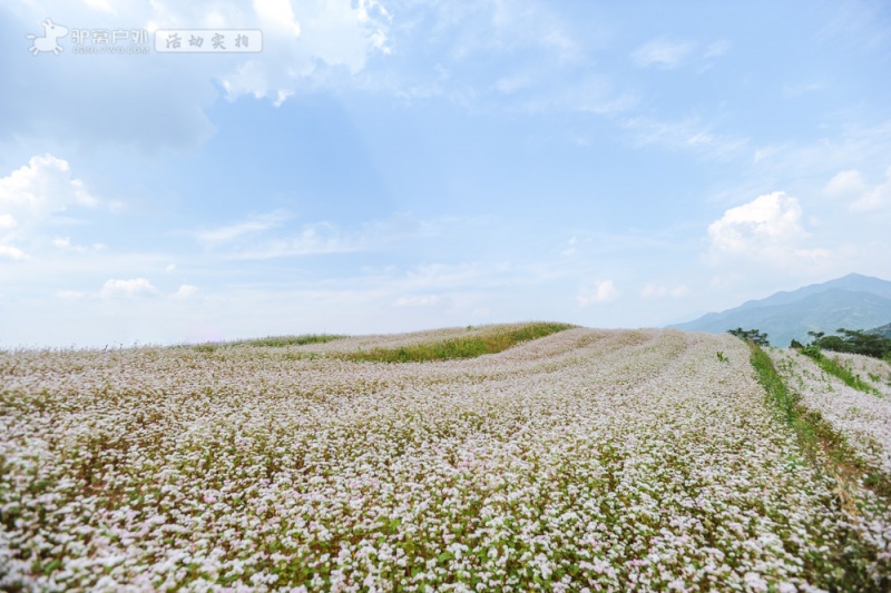 蓝田荞麦花