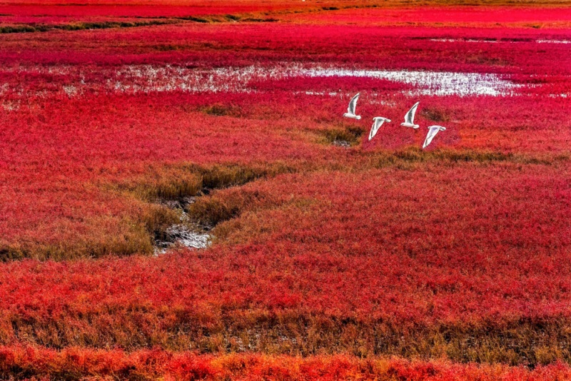 盘锦红海滩