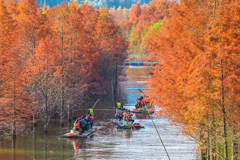 方塘落羽杉湿地公园