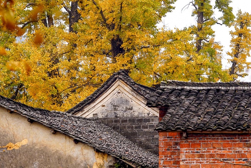 大桐木湾村