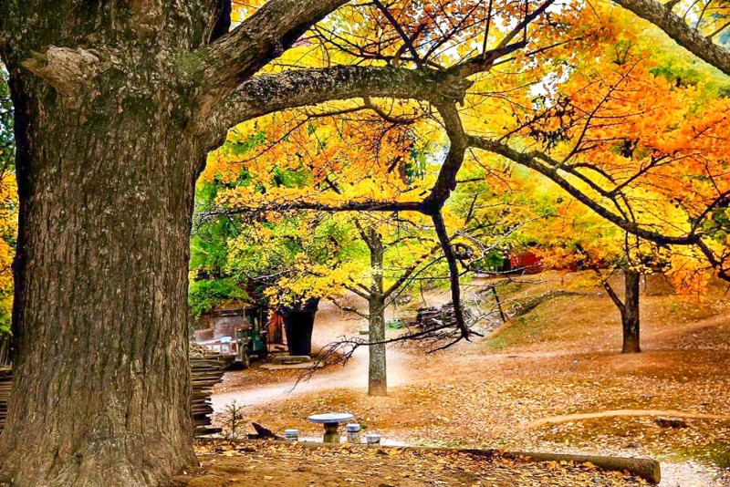 大桐木湾村