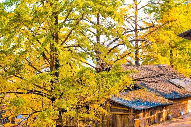 小平乐