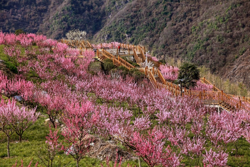 子午梅园 (2)